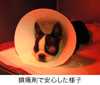 鎮痛剤で安心した様子